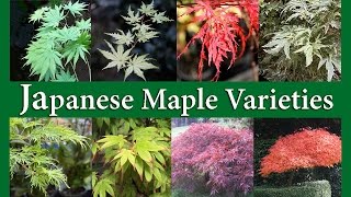 Japanese Maple Varieties [upl. by Chrysler279]