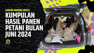 SARANG BURUNG WALET  KUMPULAN HASIL PANEN PETANI BULAN JUNI 2024 [upl. by Eads]