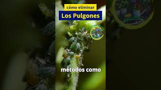 Guía completa para el control de pulgones en tus plantas [upl. by Ellivnarg782]