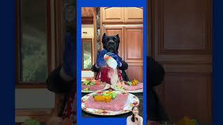 quotThe Barking Chef is Ready to Servequot asmr pets cooking shortsviral [upl. by Sundin]