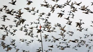 Unusual Incident 1000 Birds Fall from Sky Activists Nightmare [upl. by Jo Ann706]