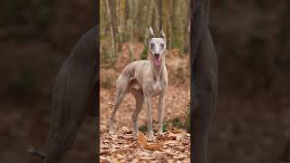 The Most Beautiful Whippet dog dogtraining [upl. by Ehr]