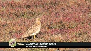 Eurasian Stonecurlew Burhinus oedicnemus  Πετροτουρλίδα  Авдотка [upl. by Jablon420]