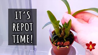 Small Cattleya Orchid outgrew her pot  Its repot time [upl. by Atsuj]