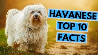 Havanese  TOP 10 Interesting Facts [upl. by Ligetti]