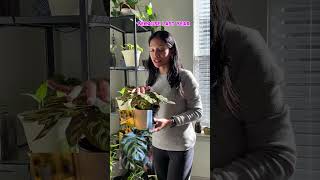 Tuesday 🪴 subscribe calathea calatheaplant houseplants plantmom [upl. by Silra]