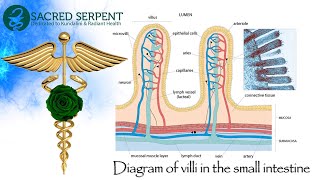 DIGGING GRAVES WITH THEIR TEETH OVEREATING amp THE DESTRUCTION OF MICRO VILLI  THE CULTURAL NORM [upl. by Schrader543]