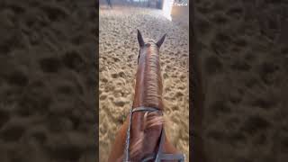 Trotted for the first time while videoing 👍 [upl. by Oigaib]