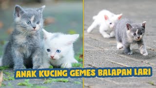 ANAK KUCIGN GEMES BALAPAN LARI [upl. by Mello]