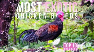 Top 10 Most EXOTIC Chicken Breeds  Top 10 Tuesdays [upl. by Dearden]