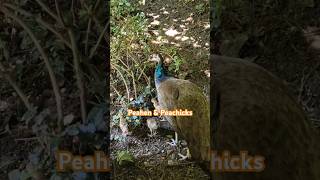 peahen peahens peacocks peafowl zoo zurich explore travel shorts naturemother feather [upl. by Led]