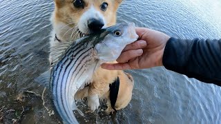 Early Morning Fishing On The Sacramento River STRIPER FISHING 🐶 🎥 🎣 [upl. by Annuahsal958]