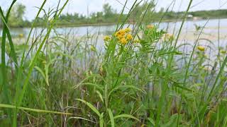 Euthamia graminifolia Grassleaved Goldenrod [upl. by Eynttirb332]