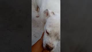 Amor comprensión y ternurachistes reflexiones pitbull [upl. by Karla]