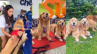 Sterling And Colin The Goldens Go To Woofstock [upl. by Yseulta835]