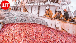 How Shrimp Are Caught amp Processed  From Sea to the Shrimp Processing Factory [upl. by Gigi187]