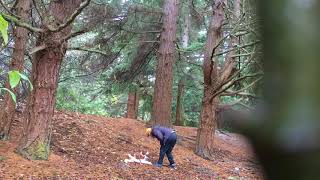 Kooikerhondje Casper truffle hunt training December 2017 [upl. by Dannica77]