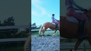 CANT STOP THEM shorts equestrianlife horsevlog horses [upl. by Penni]