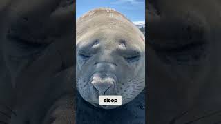 Seals Sleep with One Eye animals science [upl. by Giralda687]