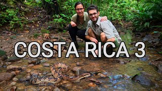 Behind the scenes  herping Costa Rica 3 venomous snakes wild bushmaster montane pit vipers [upl. by Einamrej]