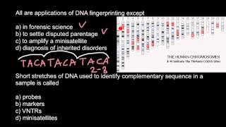 DNA Probes Markers VNTRs Minisatellites explained [upl. by Neelrahs]