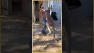 Women rescue baby kangaroo kangaroo facts animals education rescue shorts [upl. by Notlrak618]