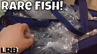 Killifish Karnival Haul Eggs and More [upl. by Otineb]