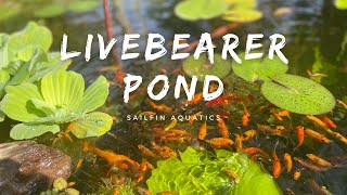 1K Gallon Livebearer Pond  Colorful Molly Fish • Sailfin Mollies • Swordtails • Platy  1080p HD [upl. by Binny]