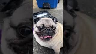 Fiesta st pug repair Mable the angel pug pugs gangster pug puglife eminem funny [upl. by Aes]