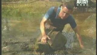 路易斯安那超級大鱷龜 Louisiana huuuuuge alligator snapping turtle [upl. by Xino442]