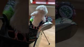 Peek Inside My Golf Bag Whats Inside WITB 2024 golf WITB asmr [upl. by Beisel519]