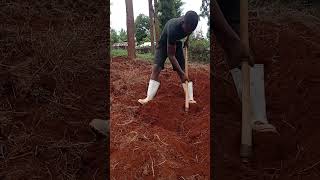 Preparation for sweet potato plantation farming [upl. by Pry910]