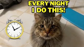 Every Night My Cat Does This Before Bed Cute Siberian Cat Ritual  Cat Routine [upl. by Farnsworth]