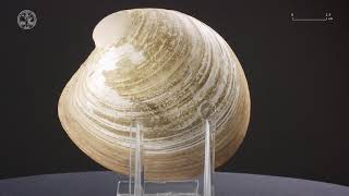 Bivalve 9  Fossil [upl. by Henigman]