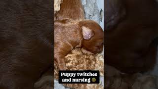 The sweetest sound funny relatable youtube cutebabyanimals doodlepup southcarolina cutepup [upl. by Kavanaugh]