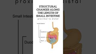 Structural changes along the length of small intestine from proximal to distal shorts anatomy [upl. by Reham]