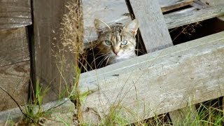 Feral Cats [upl. by Hallvard]