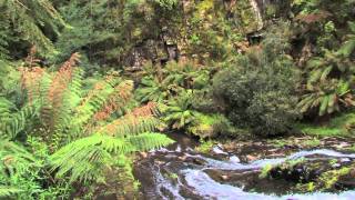 The temperate rainforest of Victoria [upl. by Frederic294]