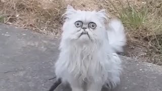 Weirdlooking cat Wilfred goes viral with Michael Rapaport voiceover [upl. by Carleen]