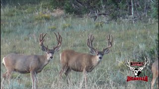 quotThe Chili Buckquot  Ryans 2021 Archery Mule Deer [upl. by Berky]