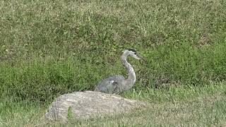 Large bird Blue Heron visit our little creek [upl. by Eadwine]