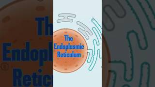 Endoplasmic Reticulum Campaign [upl. by Anital924]