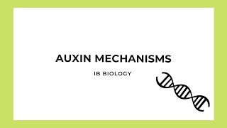 IB Biology Auxin Mechanisms [upl. by Esiuole]