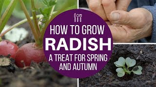 How to grow radish multisow or direct for fast harvests spring and autumn [upl. by Aggappora]