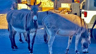 Oatman Arizona [upl. by Aihsar]