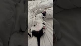 Oriental Shorthair cats know how to relax peterbald cat sphynx [upl. by Leaj186]