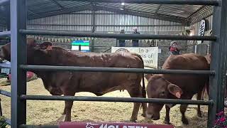 Part 2 Grassfields Beef Production Auction live from Grassfields Beef Droughtmasters [upl. by Siseneg]