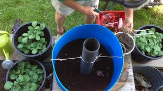 How to grow potatoes in a large barrel [upl. by Theurer]