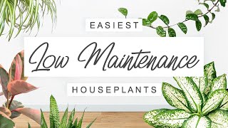 Easy Care Low Maintenance Houseplants 🌿 EASIEST Unkillable Indoor Plants For Beginners 🌱 [upl. by Ahsieym]