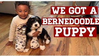 We got a NEW Bernedoodle PUPPY [upl. by Tavey182]